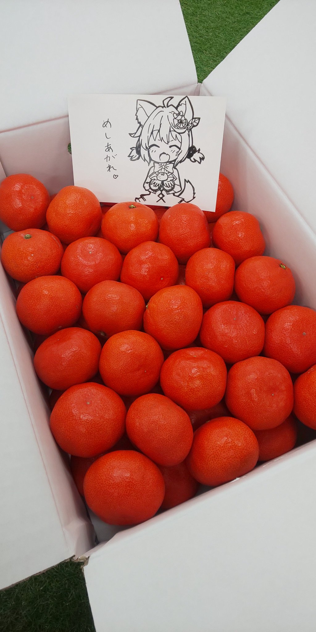 さくらみかん様専用ページです 最大79%OFFクーポン 通販卸し売り みかん!!様専用 リール