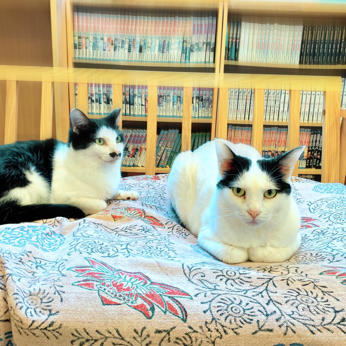 obi_wan_eclipse's tweet photo. The front and the side. #猫式 #cat #ShotoniPhone #BigBertha #MidnightSunAS #TastyPop #Hipstamatic https://t.co/pnJ4CpBIfb
