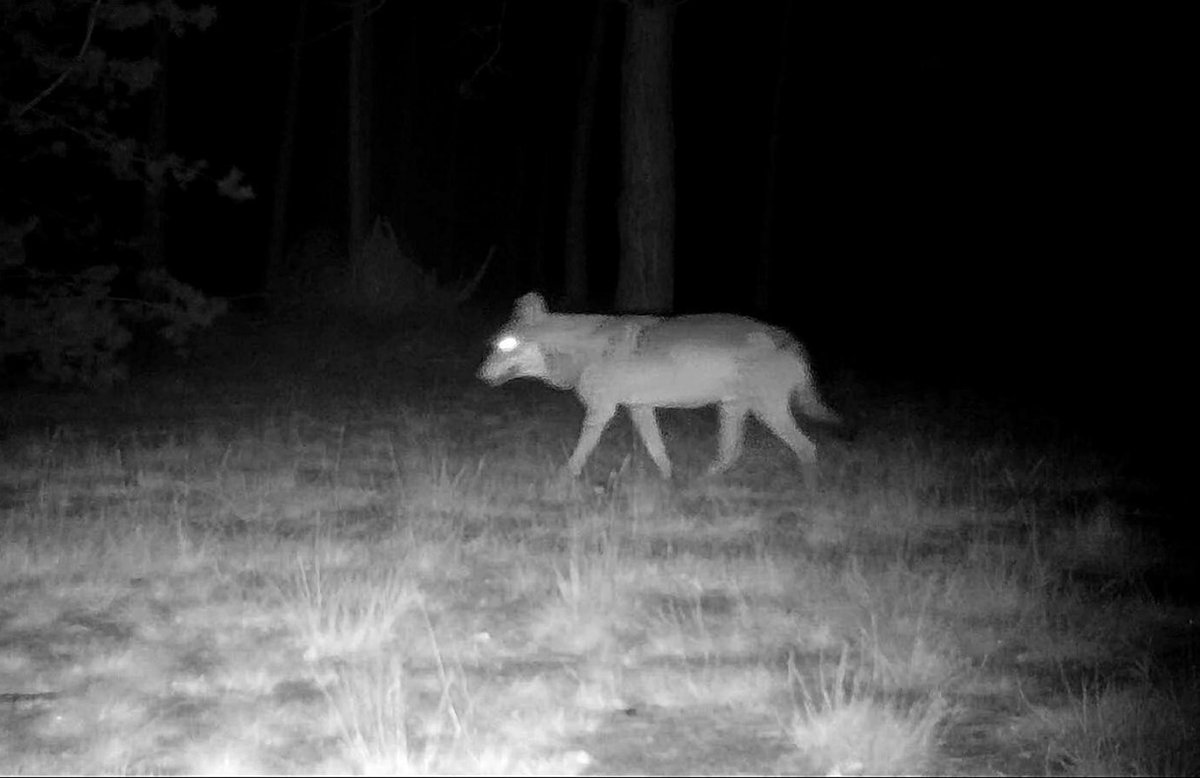 Gem_HeezeLeende's tweet photo. Webinar over verblijf van een wolf in onze regio op 17 december 2020 vanaf 19.30 uur #wolf #grooteheide https://t.co/9YiYoVr1ms https://t.co/IIx7e9rRpB