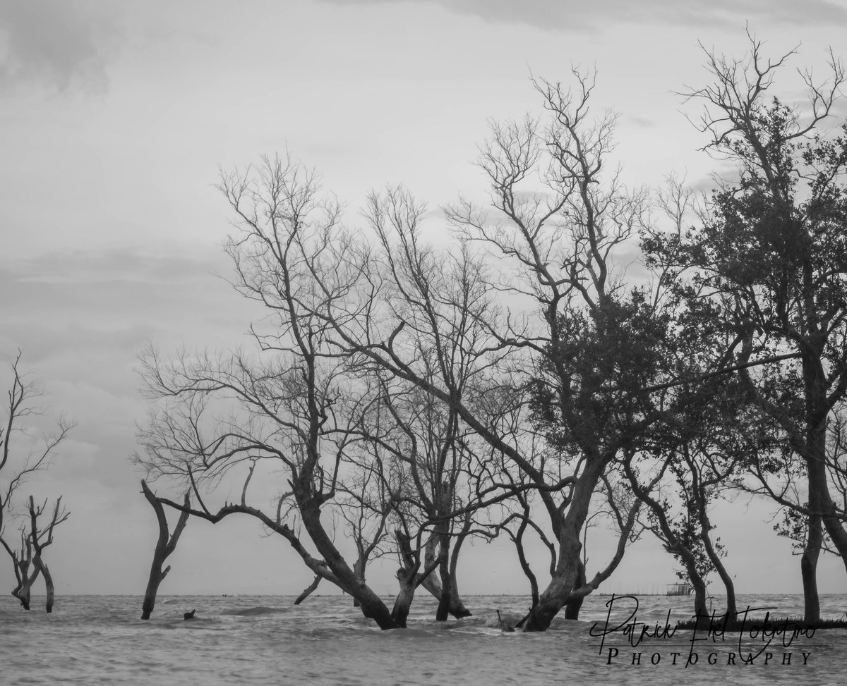 Patrickfhel's tweet photo. Mangroves https://t.co/qMLOXRkEky