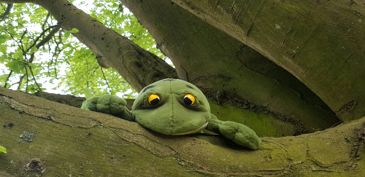 15th December we find a little speckled frog sat up on a speckled log at Tick Tock.