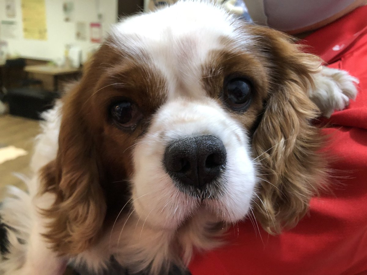 ট ইট র 保護犬カフェ 堺店 新メンバーがやってきました シーガくん シーガ キャバリアキングチャールズスパニエル 男の子 17 02 19生まれ 約12 ブレンハイム キャバリアboyがやってきました おパンツがｌサイズで入らず どうしたもんかな