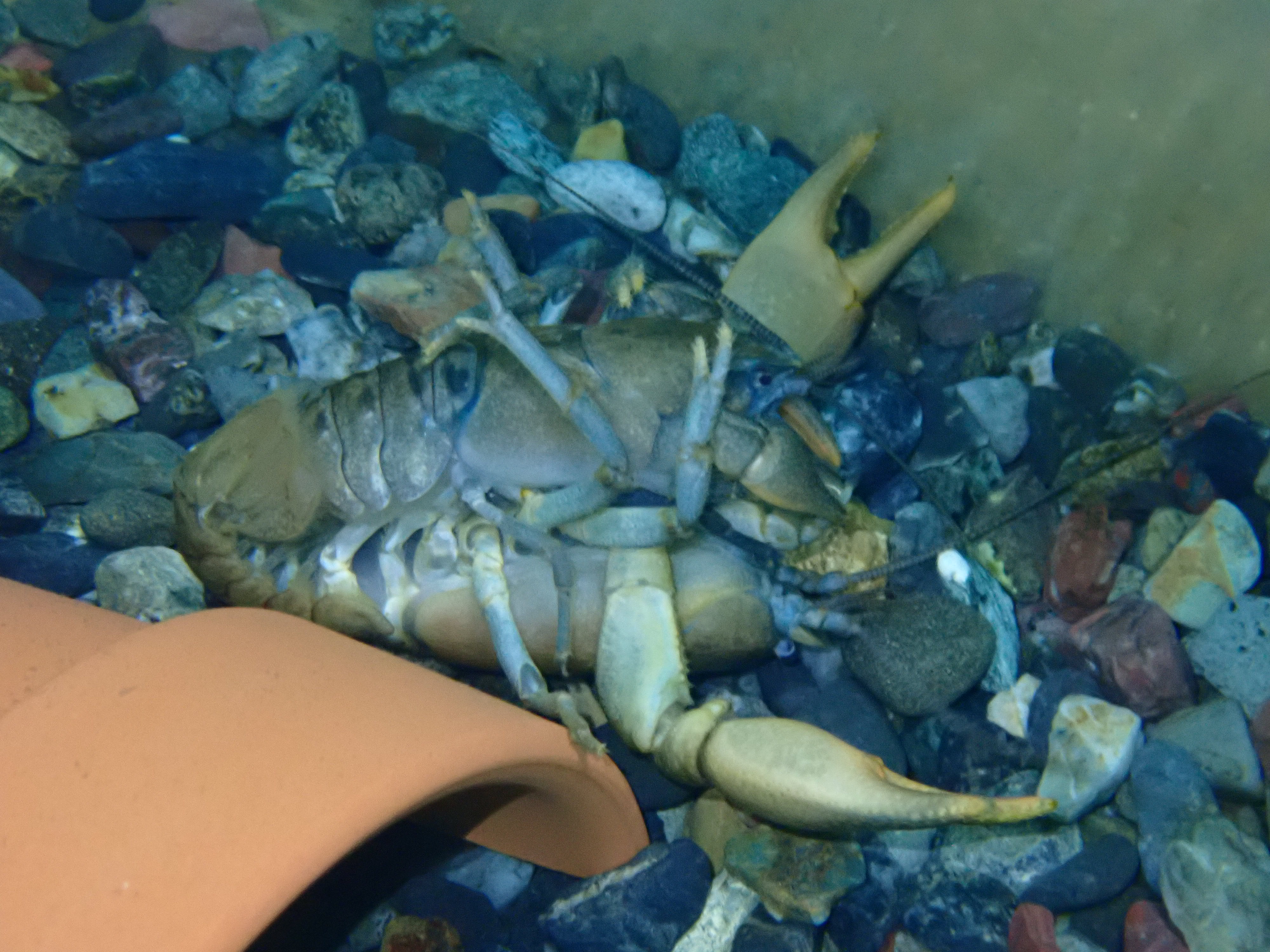تويتر 男鹿水族館gao 公式 على تويتر 本日 ニホンザリガニが交接 交尾 しました バンザイしている下の個体がオスで 上の個体がメスです ニホンザリガニは共食いを防ぐため普段は一つの容器に1匹で飼育していますが 数日前から繁殖に備えてペアリングを開始し