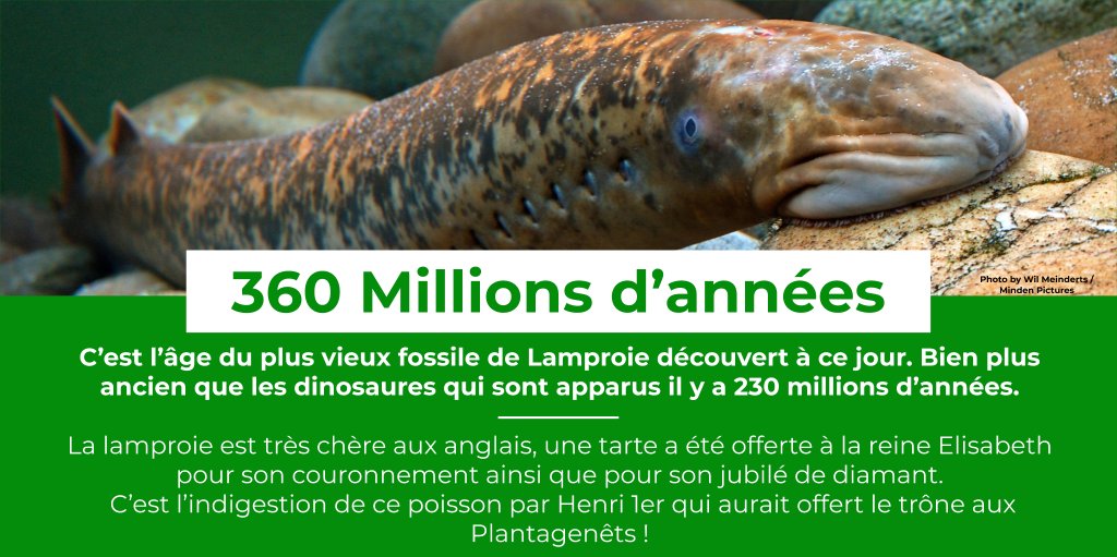 [Le Saviez-Vous #27] La lamproie utilise sa bouche pour vampiriser ses victimes mais aussi pour se déplacer en s'accrochant aux poissons, aux rochers. 
🔬Elle intéresse les scientifiques pour comprendre l'origine des vertébrés mais aussi pour des applications médicales!
#Vampire