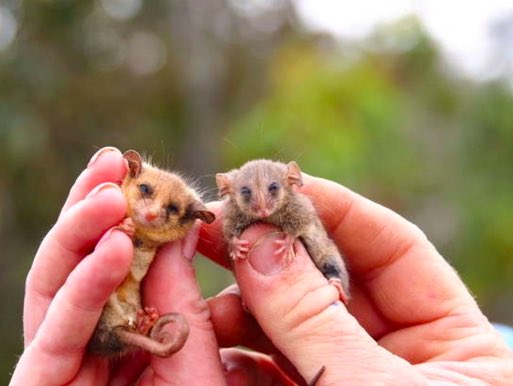 SbastienMlires1's tweet photo. La zarigüeya pigmea ha sido encontrada en la isla Canguro, en el sur de Australia, tras sobrevivir a los devastadores incendios forestales.

Apenas mide 10cm y es la primera de su especie que se encuentra después de que el fuego calcinara el 90% de su hábitat.
@esdecirdiario https://t.co/l4lhfoLGW1