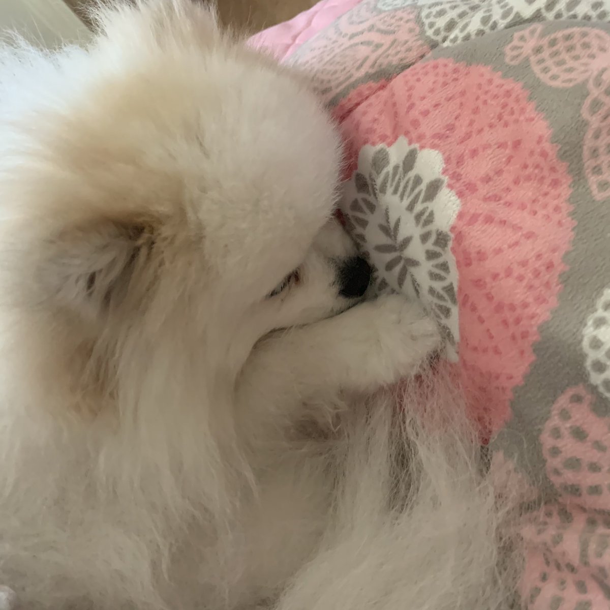 _onnuri's tweet photo. 울깜찍이소다,,𖤐 https://t.co/ADpVvCXWDu