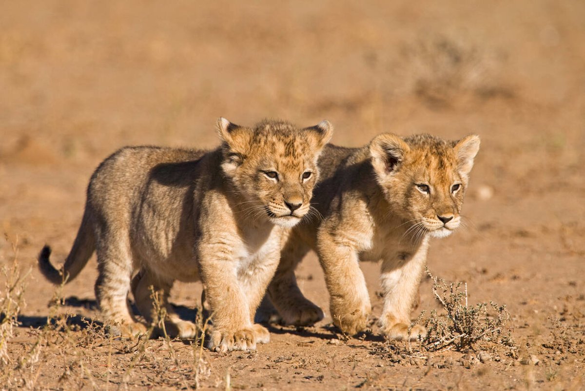 EngiriLodge's tweet photo. Queen Elizabeth National Park is the most popular savanna park in #Uganda and the best place to see lions including the Tree Climbing lions making it the perfect destination for a Uganda #Wildlife #Safari.
#VisitEngiri #Safari #Travel #VisitUganda https://t.co/aYDkhP7wd8