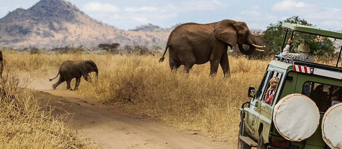 EngiriLodge's tweet photo. Queen Elizabeth National Park is the most popular savanna park in #Uganda and the best place to see lions including the Tree Climbing lions making it the perfect destination for a Uganda #Wildlife #Safari.
#VisitEngiri #Safari #Travel #VisitUganda https://t.co/aYDkhP7wd8