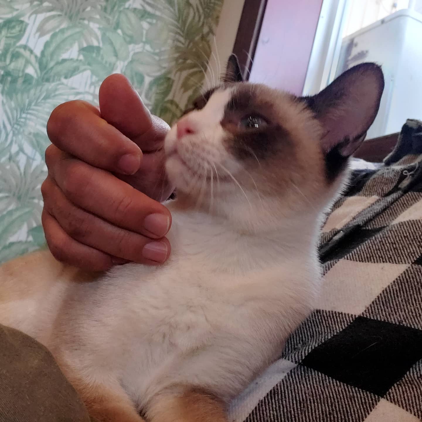 保護猫カフェふにゃり 本日は１周年を迎えた浜松市にある暖猫さんにお邪魔しています いつもお世話になっている暖猫さん １周年おめでとうございます これからも宜しくお願いします そんな暖猫さんで 今日はモモちゃんがお膝に乗って寛いでくれまし