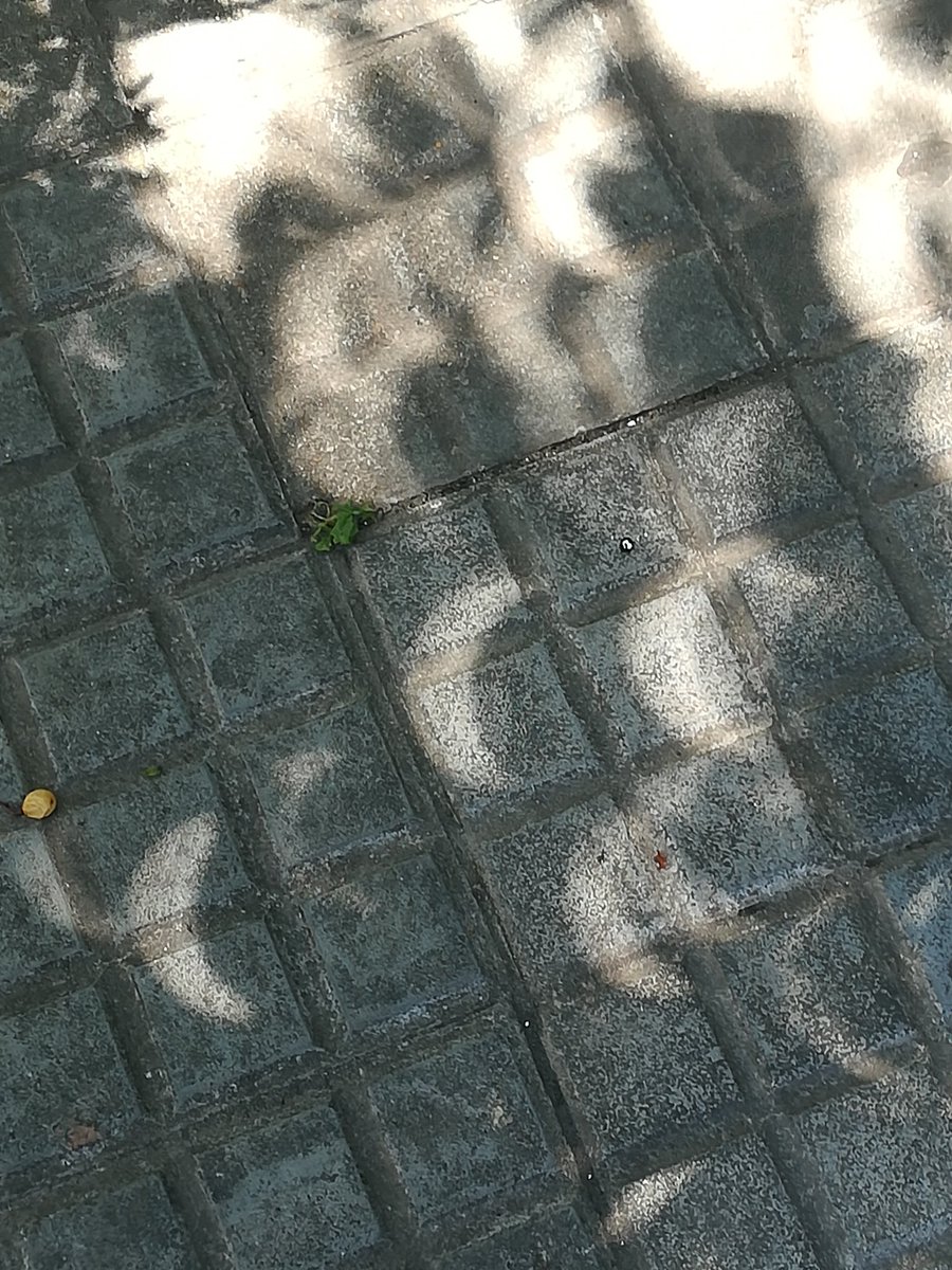 CharlieZapa's tweet photo. @frascafrasca Lo aprendí no hace tanto tiempo, apenas aprox unos 55 años, en la Escuela... https://t.co/XLtFASo0IS