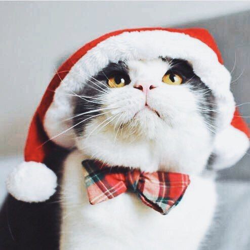 Wynonna Earp as cats, a thread: