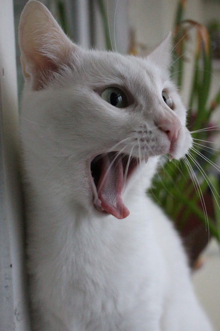 Wynonna Earp as cats, a thread: