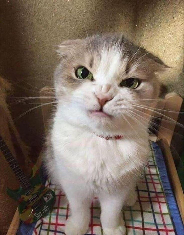 Wynonna Earp as cats, a thread: