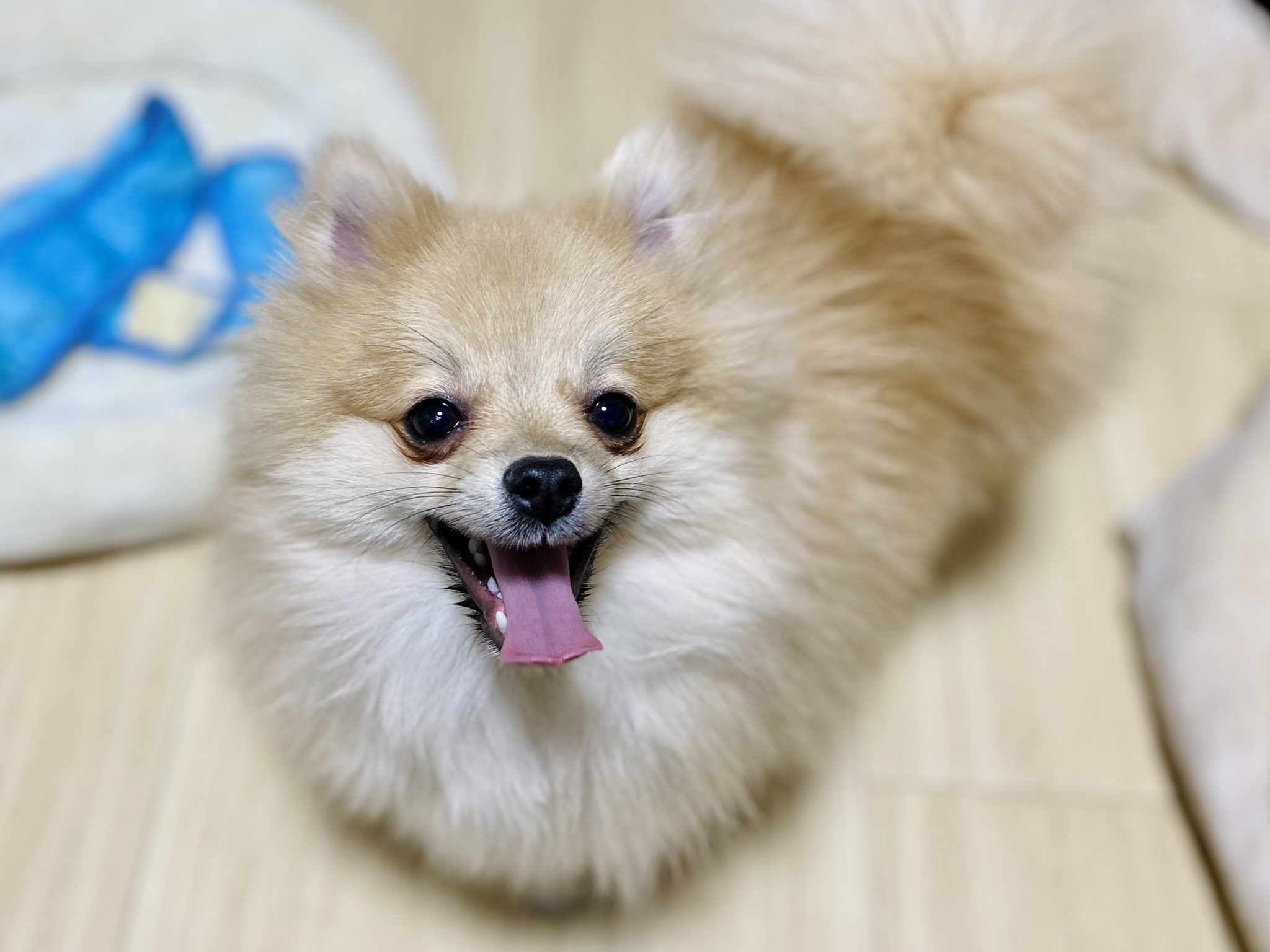 ポメころびです タイステ旭店 on X: 