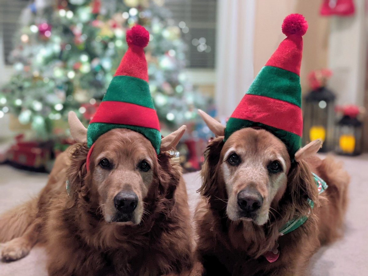 JustGoldens's tweet photo. Only 11 days until Christmas!  We take our jobs at Santa's Workshop seriously.  Are you done with your shopping?   #SadieMarley #elves #dogelf #Christmas #Santasworkshop #seriouself #goldenretriever https://t.co/zxLxiSOUJS