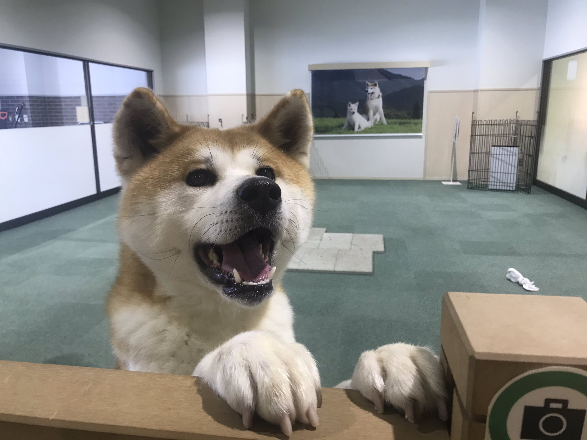 秋田犬の里 公式 本日12月15日 火 午後の部 13 15 16 45 は 赤毛の女の子 温花 はるか ちゃん 1歳 がお出迎え中 秋田犬の里 きょうの 秋田犬 T Co Jxu4c9ieku Twitter