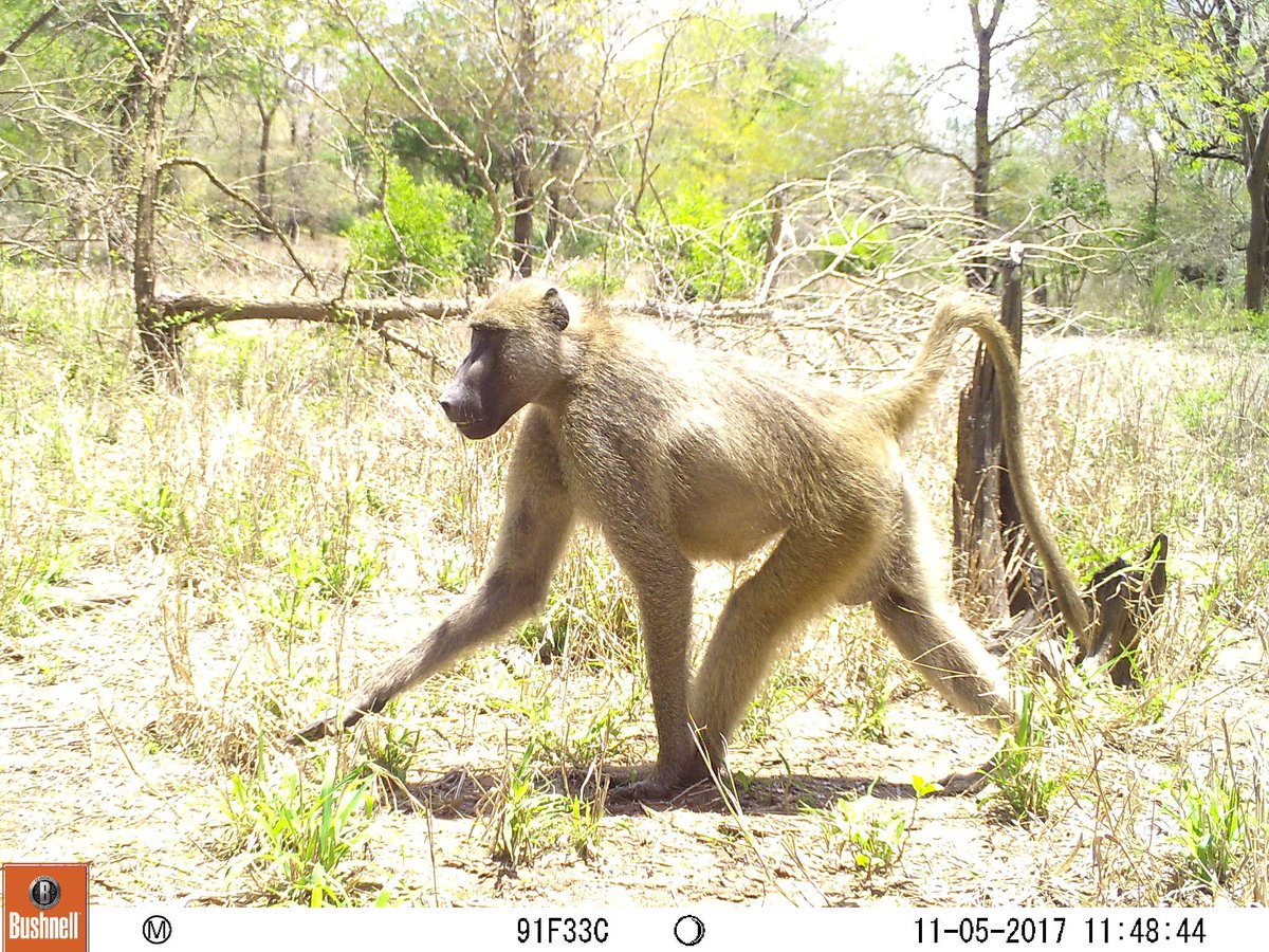 We also found high occupancy for baboons and other mesocarnivores in the absence of an intact apex predator guild (4/)