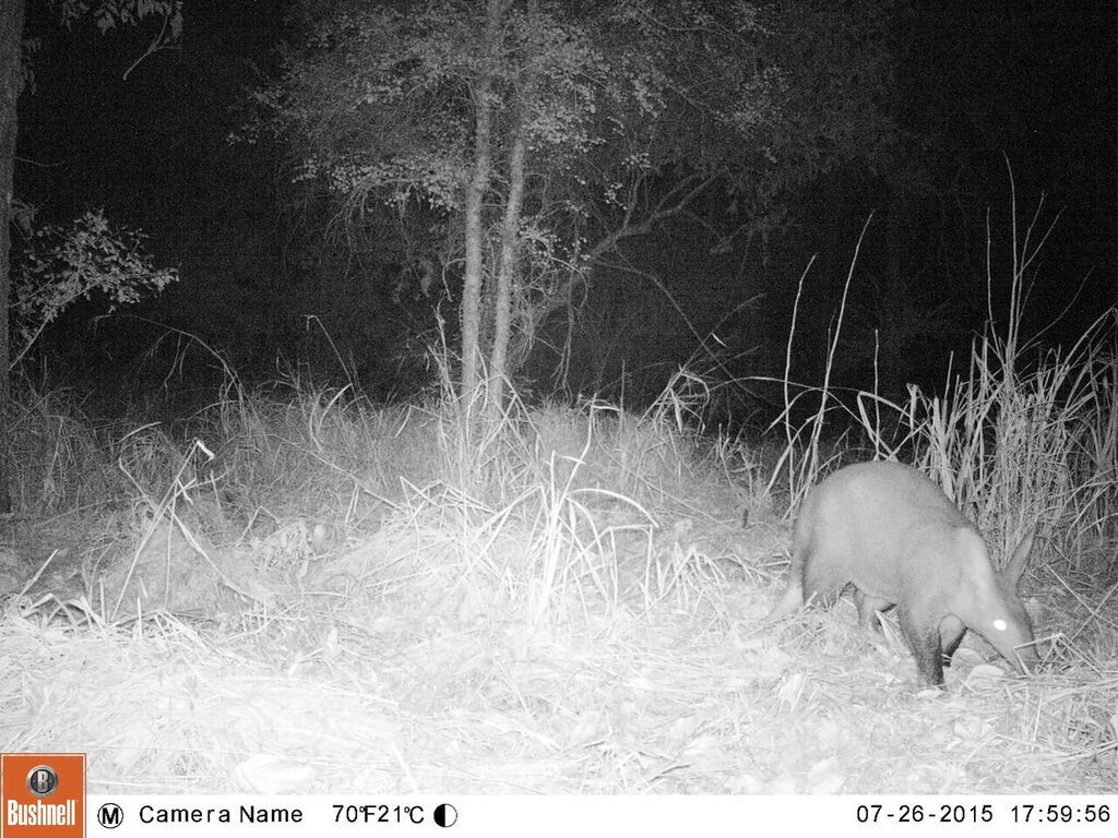 Camera traps provide a valuable monitoring tool and complement ongoing aerial surveys, and shed light on the status of rare and cryptic species like mongoose, pangolin, and aardvark (6/)