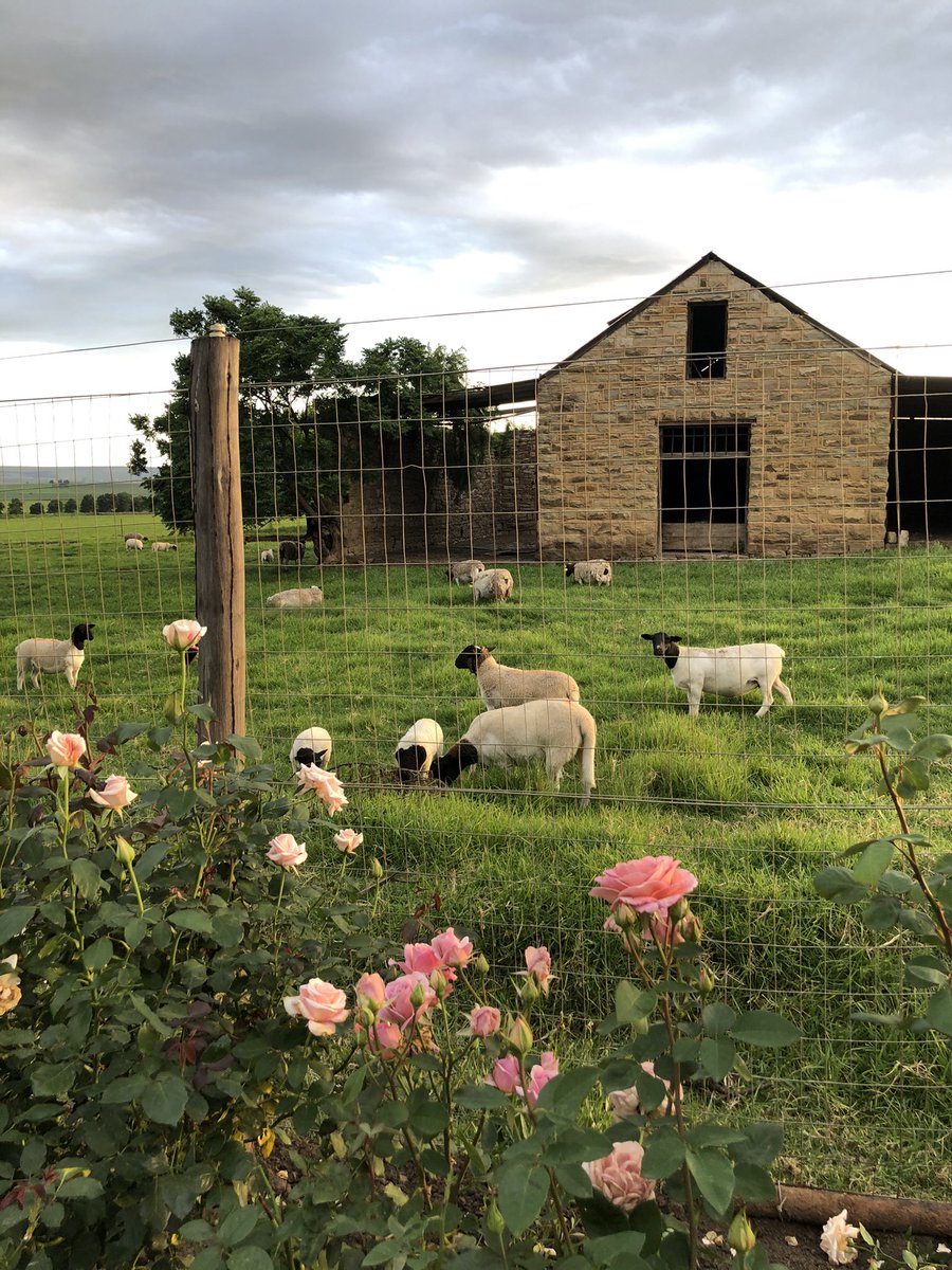 RoxyHutton's tweet image. Whew Twitter, it’s been a while 😅 so...hi from the farm...here’s some sheep