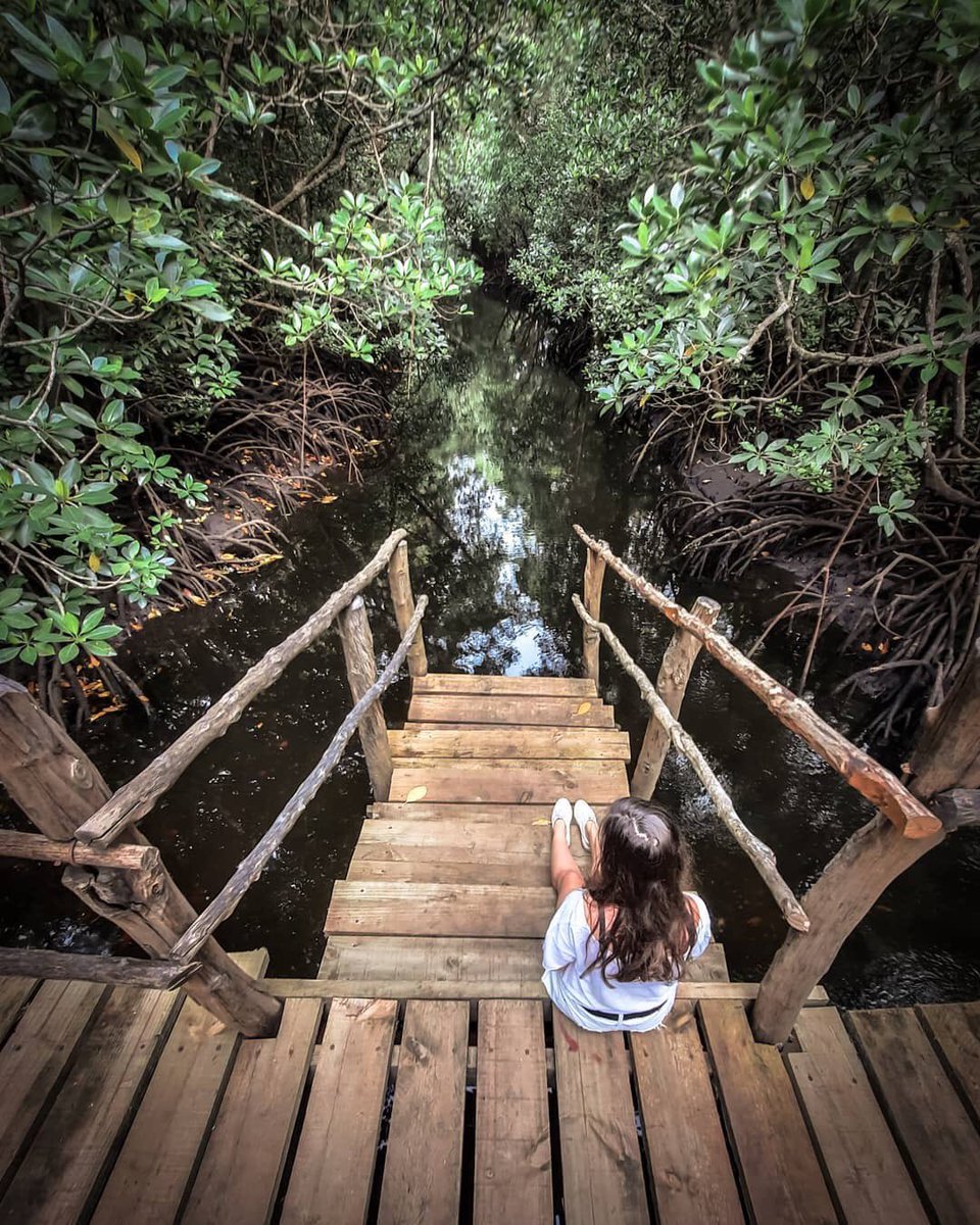 ZanzibarTMS's tweet photo. While turquoise beaches and swaying palm trees are the normal pictures of Zanzibar, there’s also a national park forest on the island, known as Jozani Chwaka Bay National Park (or just Jozani Forest). 🐒 | #zanzibarterminus
.
#zanzibar #tanzania #Jozaniforest #redmonkeys https://t.co/SQJMfA1Zpq