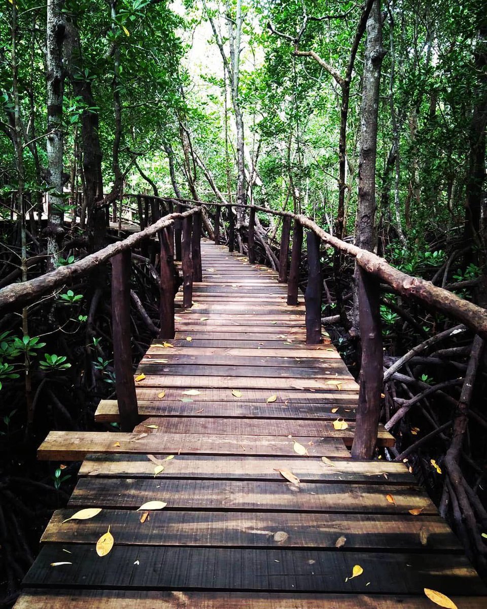 ZanzibarTMS's tweet photo. While turquoise beaches and swaying palm trees are the normal pictures of Zanzibar, there’s also a national park forest on the island, known as Jozani Chwaka Bay National Park (or just Jozani Forest). 🐒 | #zanzibarterminus
.
#zanzibar #tanzania #Jozaniforest #redmonkeys https://t.co/SQJMfA1Zpq