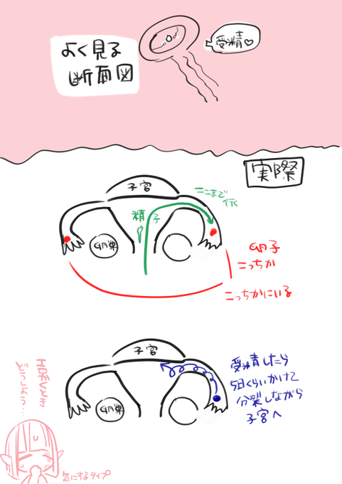 マンガ　オマンコ断面 