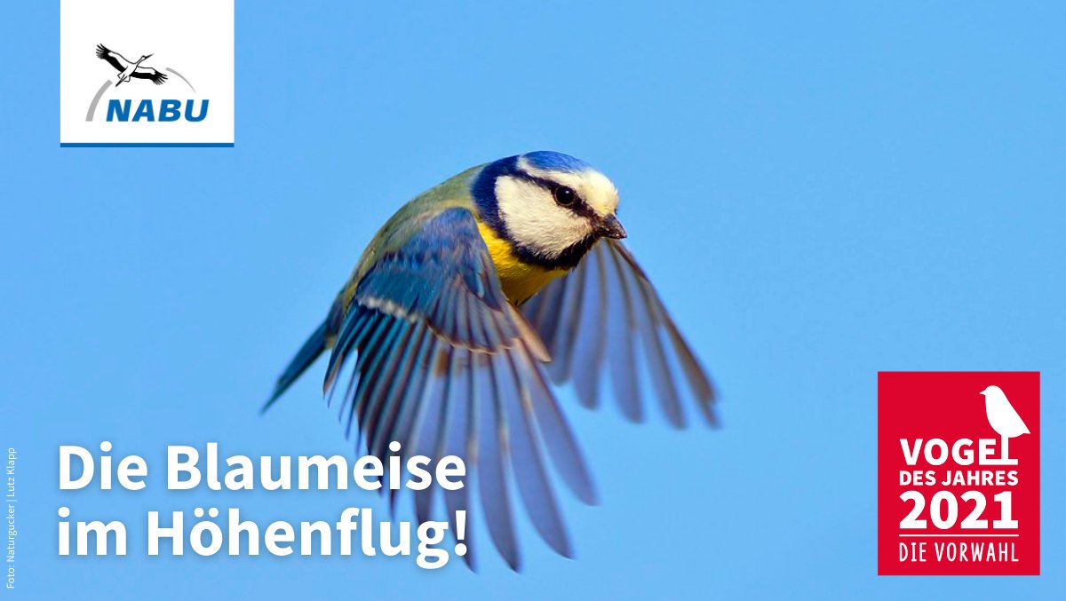 NABU_de's tweet photo. +++ Breaking News +++ Am letzten Wahltag hat die #Blaumeise den Rotmilan lässig aus der #Top10 geworfen und ist bis auf Platz 6 vorgezogen! Die letzten Stunden der Vorwahl laufen. Wir sind gespannt! https://t.co/1nEe6sUm6o #vogelwahl https://t.co/ywSoCRzVuJ