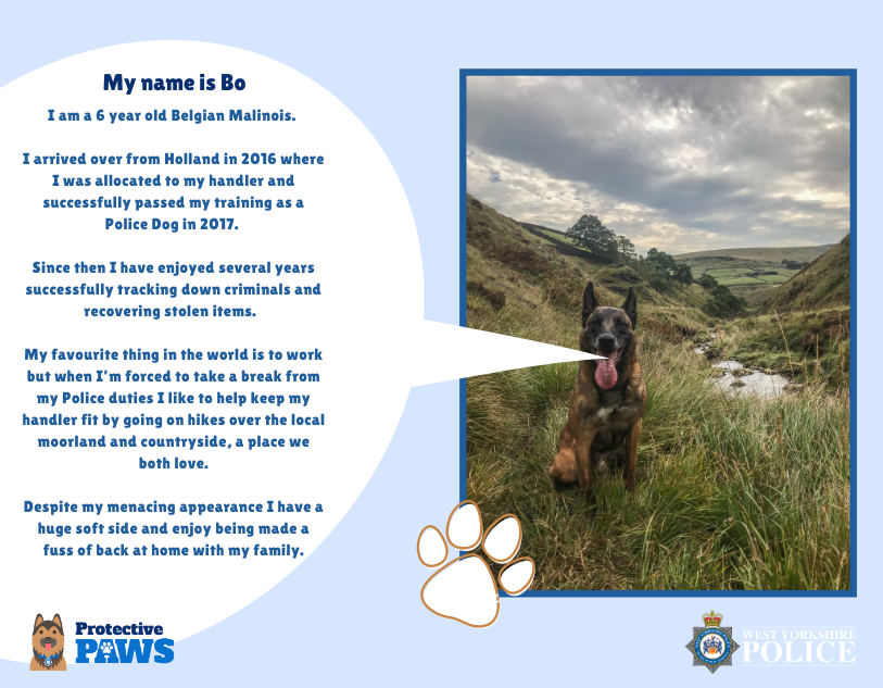 protectivepaws's tweet photo. Big softie PD Bo loves his work catching criminals but also cuddles at home when he's resting. Originally from Holland, PD Bo enjoys being part of the dog unit at West Yorkshire Police and the walking on the local moors. #Protectivepaws #dogs #policedogs #westyorkshirepolice https://t.co/o0OSKGMVpD