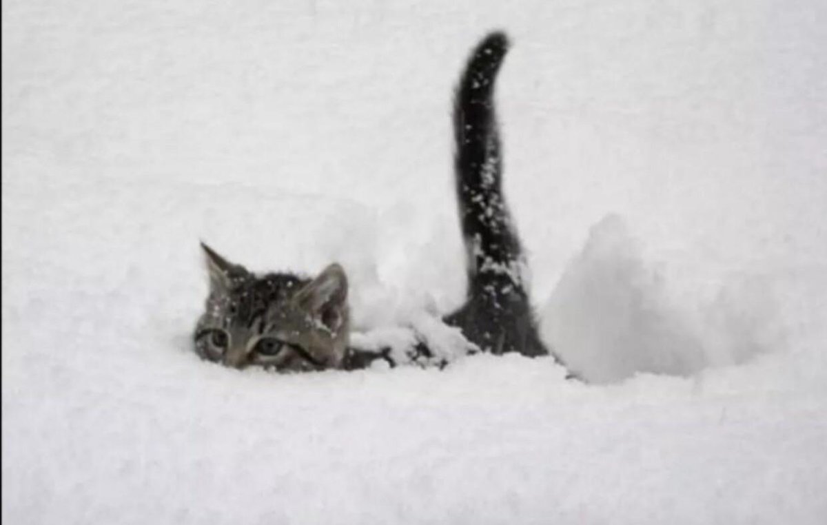 ESIski's tweet image. On a envoyé notre expert en poudreuse pour tester la neige. Verdict : c'est de la bonne !