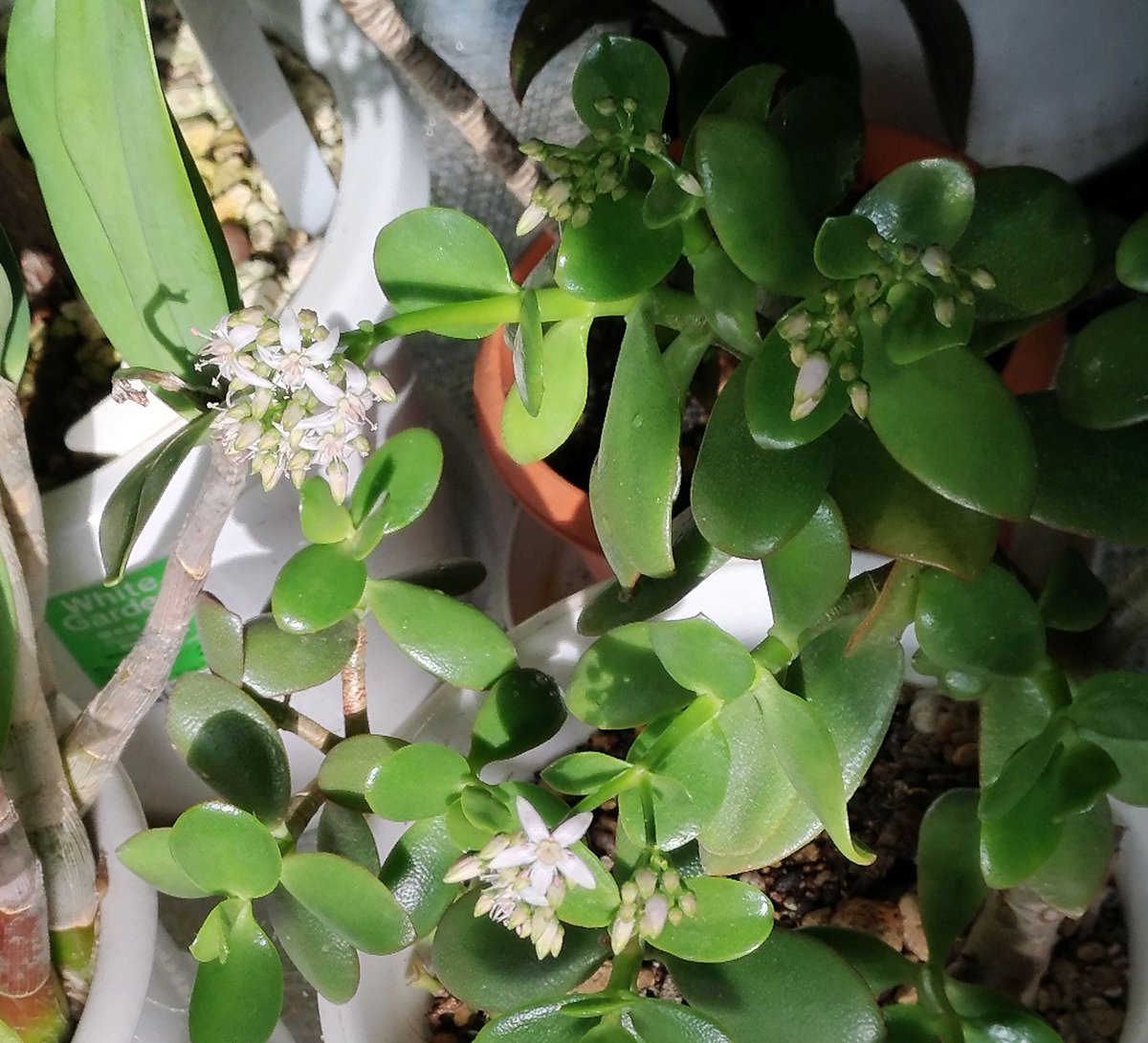 こころんグリーン V Twitter わが家のカネノナルキの花数が少し増えました 白い小さな花が続けて咲いています まだ たくさん蕾があので楽しみです カネノナルキ 白い花 小さな花 蕾 冬の花 冬 園芸品種 多肉植物 園芸 ガーデニング 熊本市南区 熊本