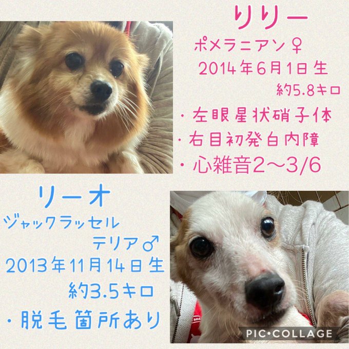 保護犬カフェ立川のtwitterイラスト検索結果