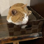 ツイートに含まれる画像