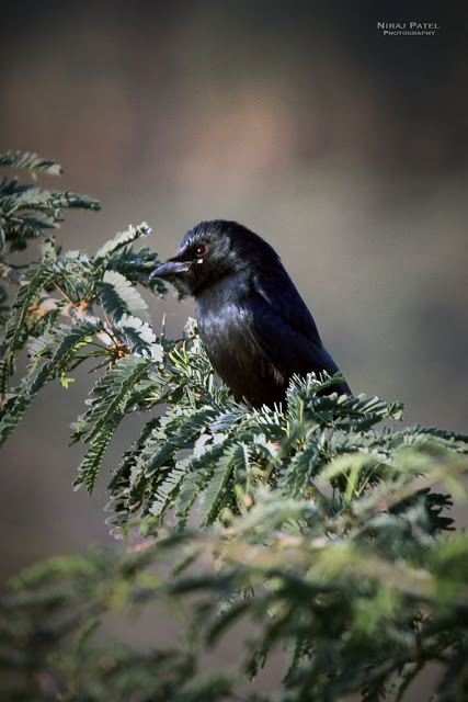 np_photographer's tweet photo. Birding at thol https://t.co/XlOeoEgfxy black drongo #blackdrongobird #birdsofthol #birding #birdwatching #birdsofgujarat #thollake #tholsanctuary https://t.co/QmTR0NC7Qq