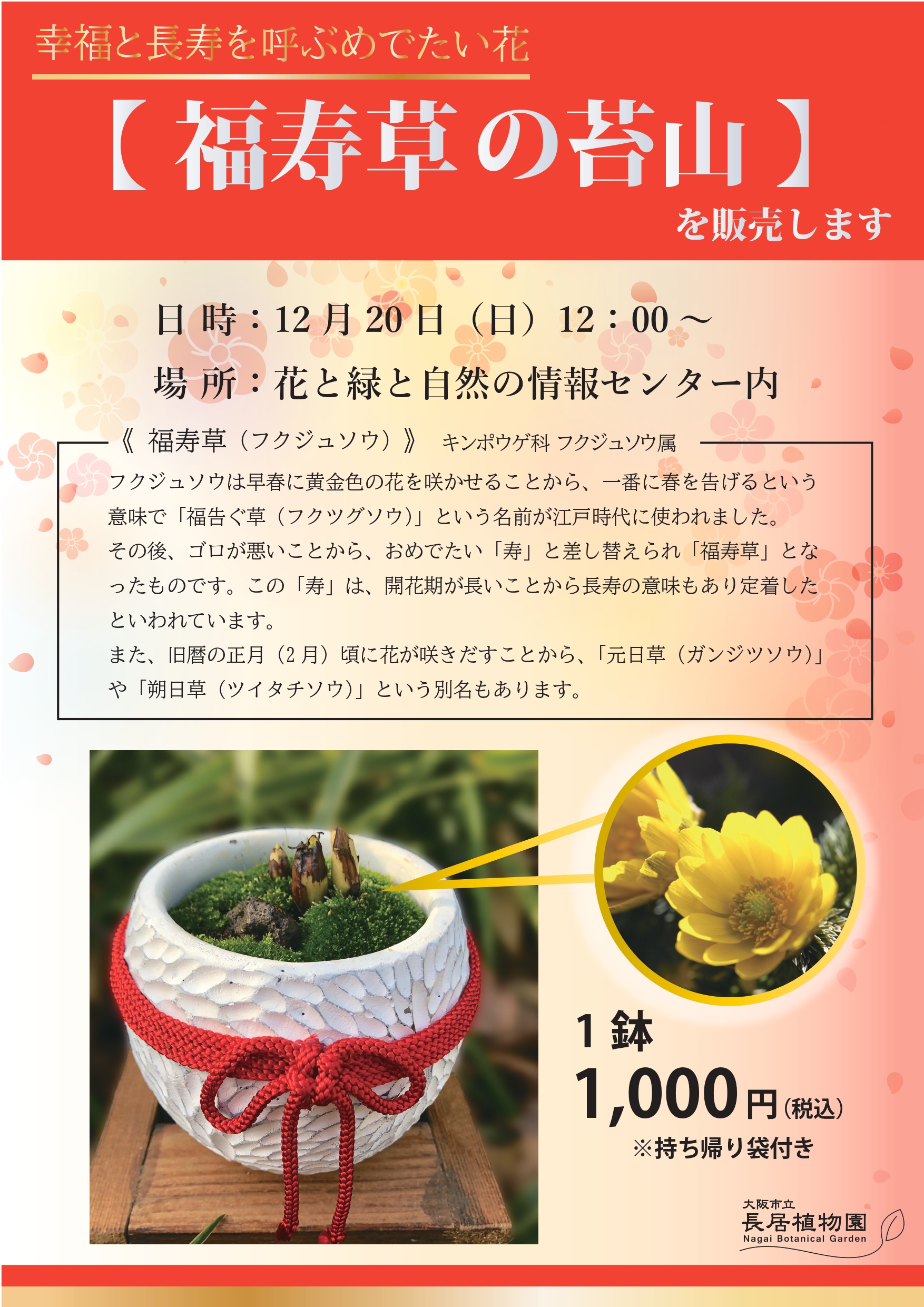 長居植物園 福寿草の苔山を販売します 幸福と長寿を呼ぶめでたい花 福寿草の苔山 を販売いたします ご家庭のお正月飾りとして いかがでしょうか この機会にぜひご利用ください 日時 12 日 12 00 なくなり次第終了 場所 花と緑