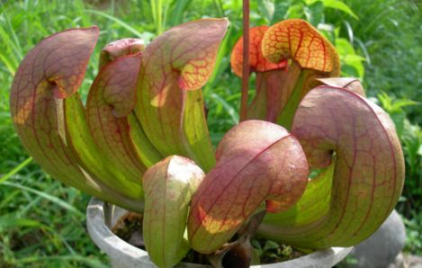 xoefHVVPzYxWUO6 @oJ2hlS1iZvXOCx9 @wxxw_stot サラセニア牧場には