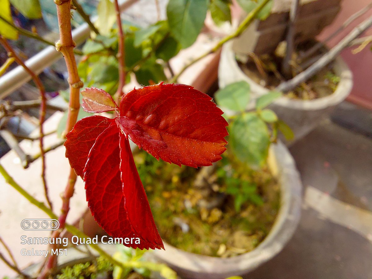 TECHFAQ2's tweet image. Samsung Galaxy M51 has incredible camera (this photo is taken with macro camera) #SamsungGalaxy #samsungm51 #samsungm51photography #macrolens @SamsungIndia
