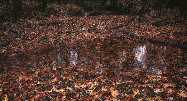 New artwork for sale! - "Autumn Sings" - fineartamerica.com/featured/autum… @fineartamerica