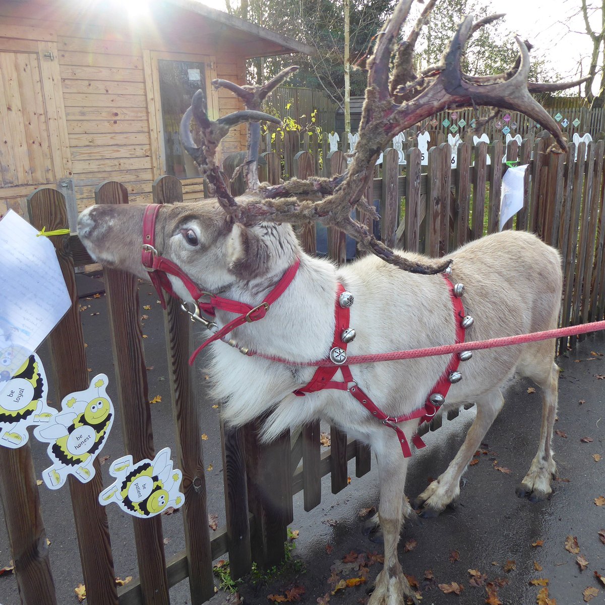 chigwellschool's tweet photo. There was much excitement in School yesterday (from both pupils and staff!) as the lovely reindeers visited the Pre Prep. #ChigwellSchool #ChigwellPrePrep https://t.co/RIIATHjQUb
