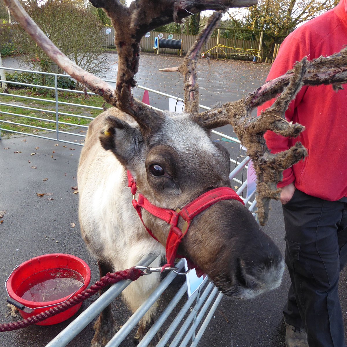 chigwellschool's tweet photo. There was much excitement in School yesterday (from both pupils and staff!) as the lovely reindeers visited the Pre Prep. #ChigwellSchool #ChigwellPrePrep https://t.co/RIIATHjQUb