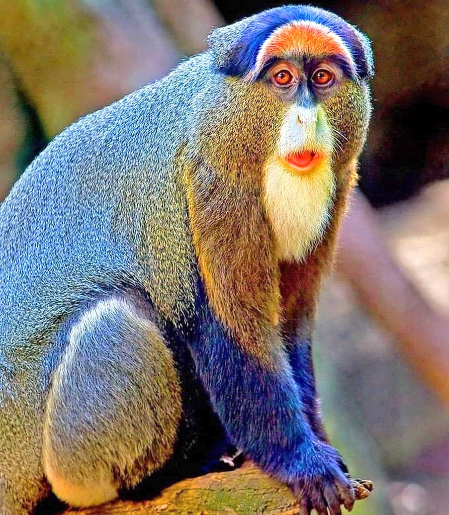 evatntumba's tweet photo. 🛑🇨🇩J'aime le congo 🇨🇩💞💞💞Le #Cercopithecus mitis de la #RDC 💕
Appelé aussi Singe bleu, Singe argenté est une espèce de singe de l'Ancien Monde.
Localisé dans le bassin supérieur du fleuve Congo à l'est https://t.co/VMF2zNiydR