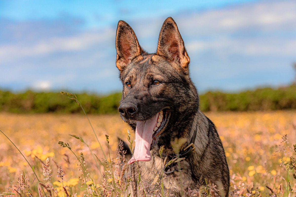 IomShepherds's tweet photo. Puppy countdown.......
3 weeks to go!! 😬 🐾 🎉
#gsd #gsdpuppy #germanshepherd #puppy #sablegsd #workinglinegsd #workinglines #nextgeneration https://t.co/b4PrEyFquK