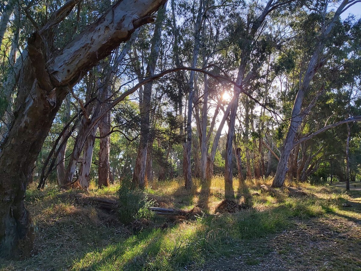 Rickard_Scott's tweet photo. A peaceful afternoon walk by the #GoulburnRiver in #Seymour on the #weekend The trees were so tall about 10 times the height of Mr R #roadtrip #historicalsetting #WildOz #eucalyptus https://t.co/cx5QJG24Tl