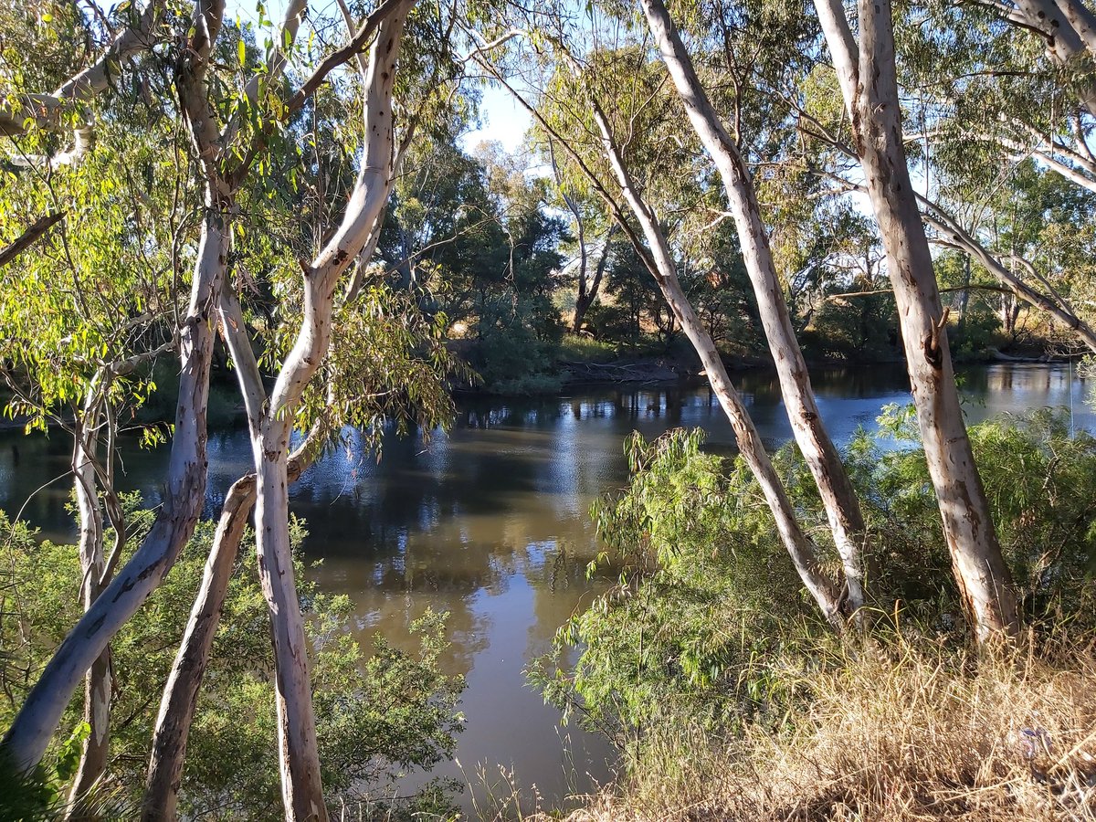 Rickard_Scott's tweet photo. A peaceful afternoon walk by the #GoulburnRiver in #Seymour on the #weekend The trees were so tall about 10 times the height of Mr R #roadtrip #historicalsetting #WildOz #eucalyptus https://t.co/cx5QJG24Tl