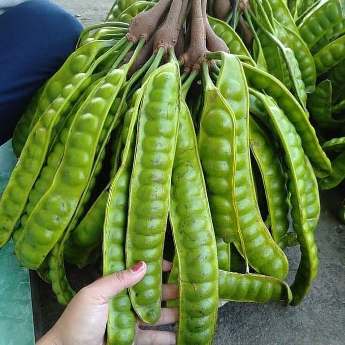 bibitbuah33's tweet photo. Mau di masak atau buat lalapan  
👉sedia bibit dan pupuk buah 
👉konsultasi WA 085225004218
#indonesia #kuliner #masakan #rumah #bibit #tanamanhias #tanaman #pupuk #wisata #jakarta #bandung #surabaya https://t.co/ZpbZyQVE8P