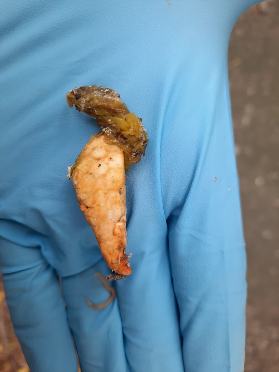 JAAllcock's tweet photo. Collecting cormorant pellets this morning to look for microplastics... that job could be easier if it really is a large piece of polystyrene in this pellet! https://t.co/PltfW0PytZ