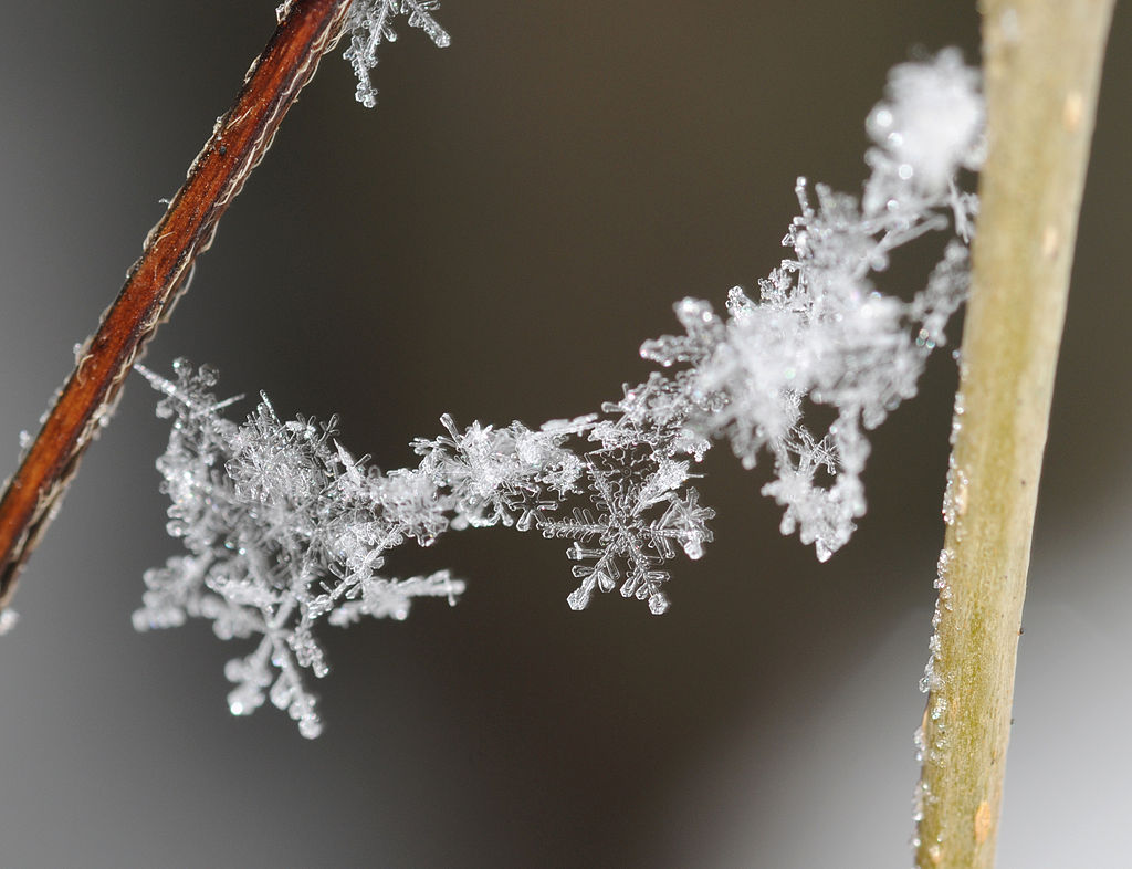 Odder Otter Community 今日の言葉はsnowflakeですよ Snowflakeは 雪片 を意味し 名詞です 雪片は通りに渦巻けていましたの英語はsnowflakes Were Swirling In The Street Odderottercommunity 英語 日本語 T Co Cdupzmrkec Odder Otter Community 今日の言葉はsnowflakeですよ Snowflakeは 雪片 を意味し 名詞です 雪片は通りに渦巻けていましたの英語はsnowflakes Were Swirling In The Street Odderottercommunity 英語 日本語 T Co Cdupzmrkec