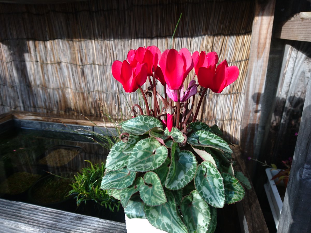 メダカの大工 福岡県は 時々 雪が降り とても寒いです メダカのビオトープは何もすることがありません 種まきした鉢が乾かないように水遣り 寒いですが乾燥しているので乾きます ガーデンシクラメンは次々と花が咲き よい雰囲気です 鉢植えにした