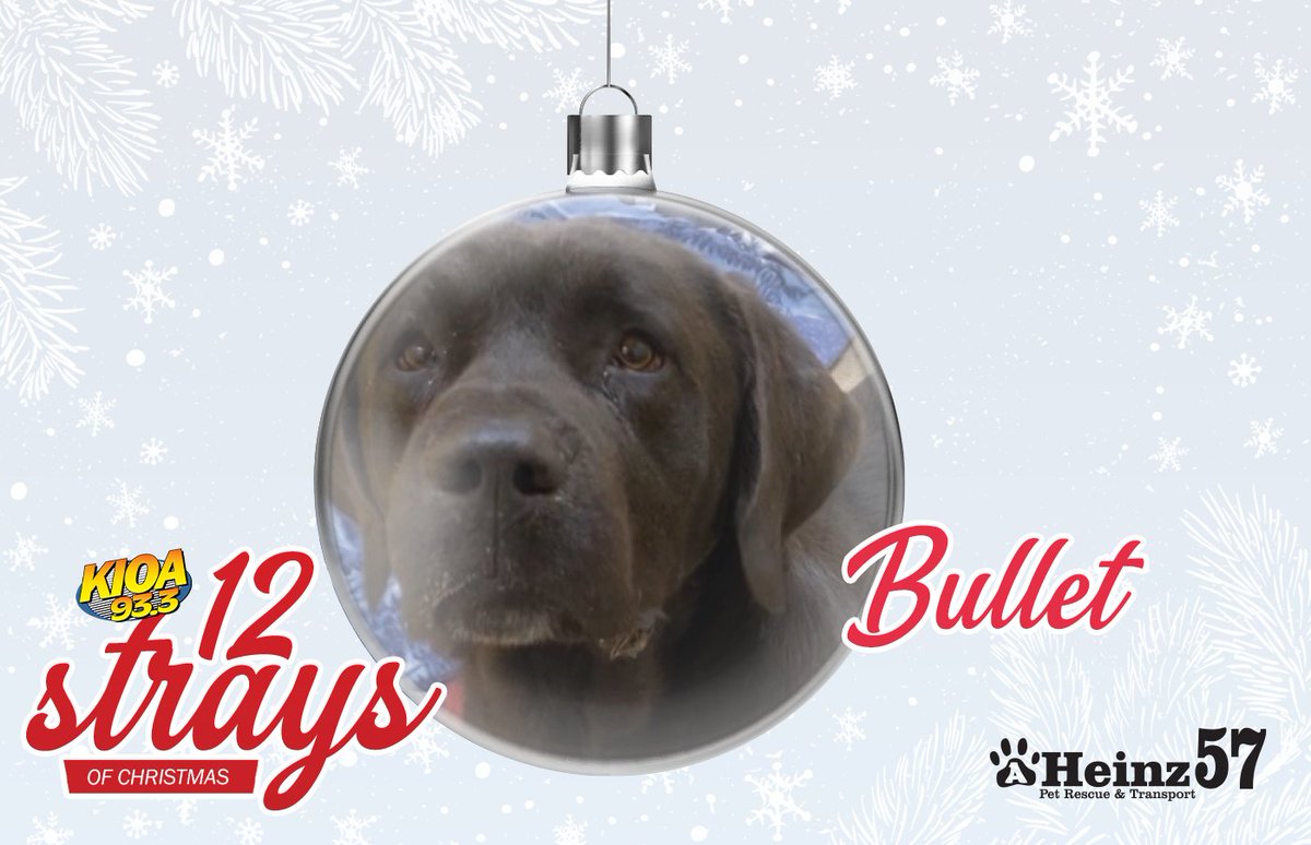 Bullet is our latest adoptable in the 12 Strays of Christmas! Bullet is a 3-year-old Lab/St. Bernard mix. You can learn more about <a href="/AHeinz57/">AHeinz57 Pet Rescue</a> and Bullet here: kioa.com/strays/bullet/