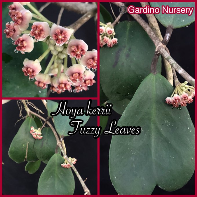 Watch Hoya Plants's leaked NSFW photo on TwXstars