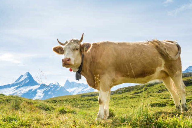 PIE_Animals's tweet photo. COW in #IndoEuropean: #Vedic gáuṣ, #Avestan gāuš, #Greek βοῦς (boûs), #Latin bōs, #Umbrian acc. bum, #OldIrish bó, #MiddleWelsh bu, #ProtoGermanic *kūz (#OldNorse kýr, #OldEnglish cū, #German Kuh), #Latvian gùovs, #Tocharian A ko, B keu, #Luwian wawa/i-, #Armenian kov.
1/10 https://t.co/QEGrez7kAw